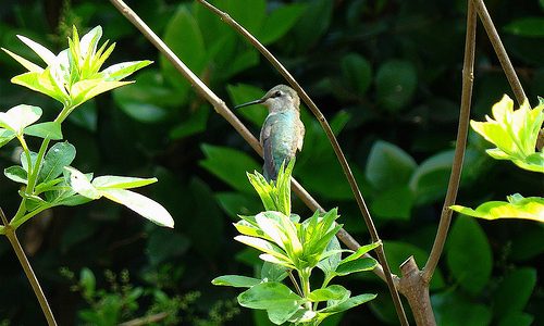 Pic of the day: female hummingbird Pic of the day: female hummingbird