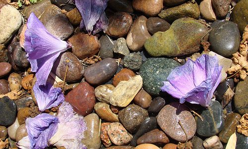 Pic of the day: Petals and rocks Pic of the day: Petals and rocks