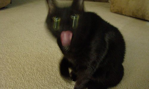 Pic of the Day: Evil black cat