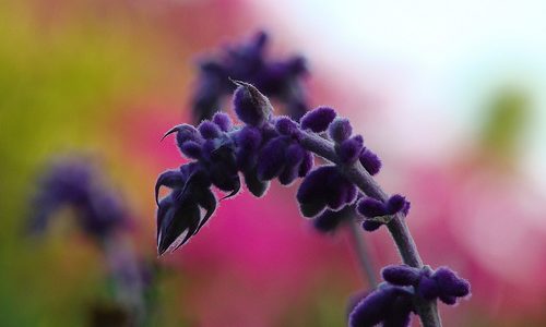 Lavender afternoon Lavender afternoon