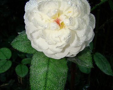 White rose White rose