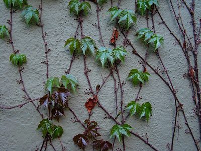 Boston ivy ends hibernation Boston ivy ends hibernation