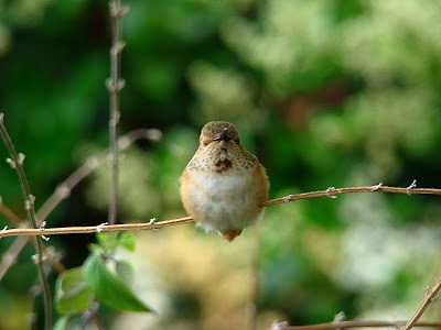 Pic of the Day: Hummingbird nap Pic of the Day: Hummingbird nap