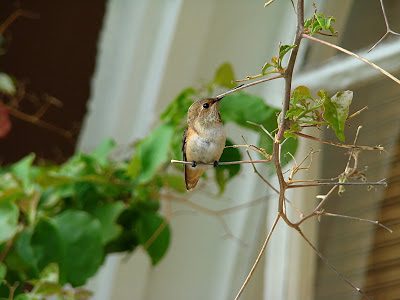 Pic of the Day: Hummingbirds Pic of the Day: Hummingbirds