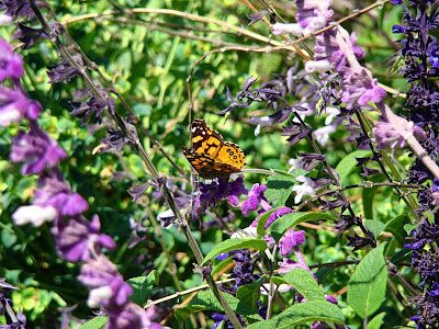 Pic of the Day: Butterfly Pic of the Day: Butterfly