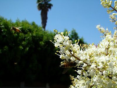 Pic of the Day: Bees Pic of the Day: Bees