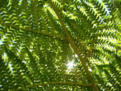 Pic of the Day: Fern Pic of the Day: Fern