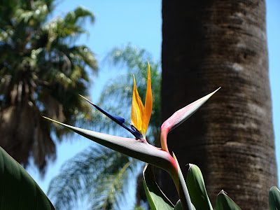 Pic of the Day: Bird of Paradise Pic of the Day: Bird of Paradise