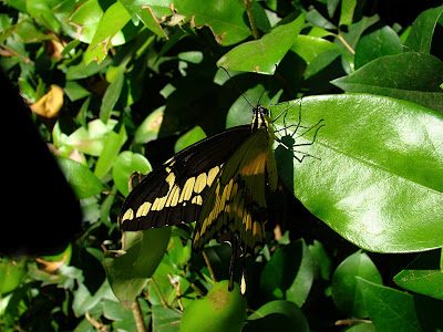 Garden butterfly #2 Garden butterfly #2