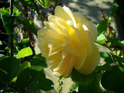 Garden pics: Yellow roses Garden pics: Yellow roses