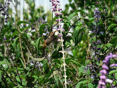 Pic of the Day: Hungry hummingbird Pic of the Day: Hungry hummingbird