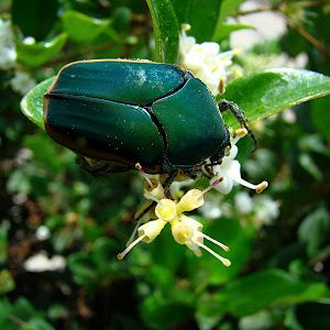 Pic of the Day: Iridescent beetle Pic of the Day: Iridescent beetle