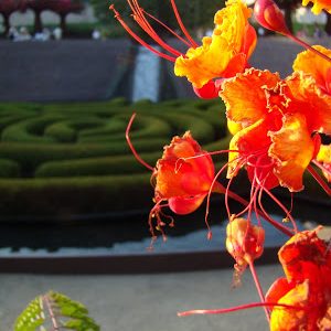 Pic of the Day: Getty garden flowers 3