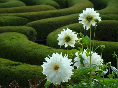 Pic of the Day: Getty garden flowers 4