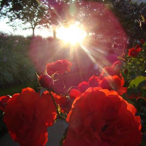 Pic of the Day: Getty garden flowers 5