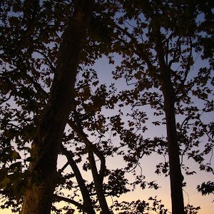 Pic of the Day: Arboreal sunset