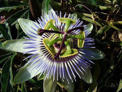 Pic of the Day: Exotic flower