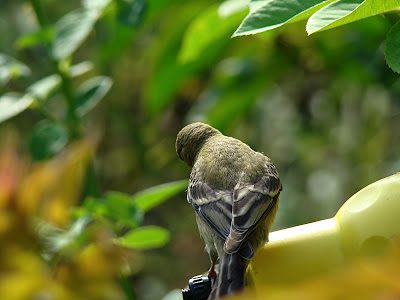 Pic of the Day: Salt on a bird’s tail